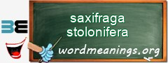 WordMeaning blackboard for saxifraga stolonifera